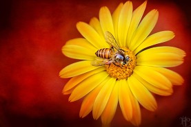 bee and flower 