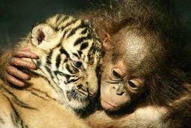 monkey and tiger