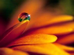 flower-and-drop