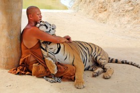 Tigers at the Tiger Temple in Kanchanaburi, Thailand - 26 May 2013