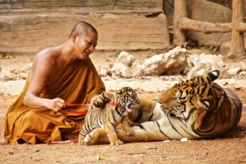 monk with tigers