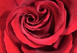rose_heart